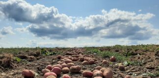 Curar la tierra para sanar el cuerpo: la carrera por salvar los nutrientes de la mesa colombiana